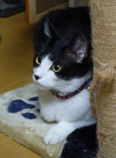 猫のお友だち クロくん 珠ちゃん ビビちゃん編。_a0143140_2362050.jpg