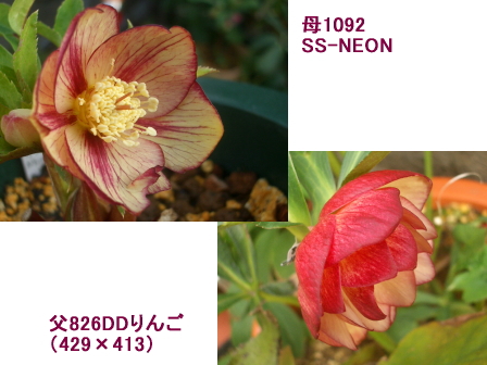 c0025140_21332341.jpg