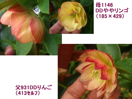 c0025140_22223644.jpg
