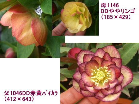 c0025140_222246100.jpg