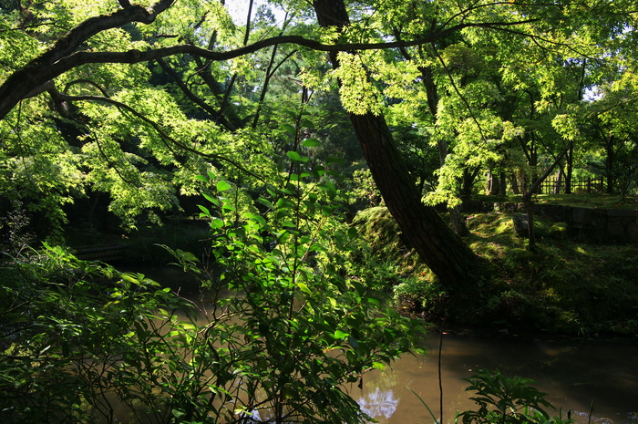 芙蓉咲く等持院_f0155048_23212425.jpg