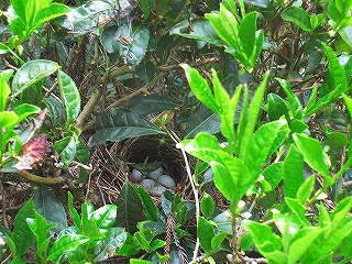 遅まきながら…5月、小鳥の卵_b0123970_102881.jpg