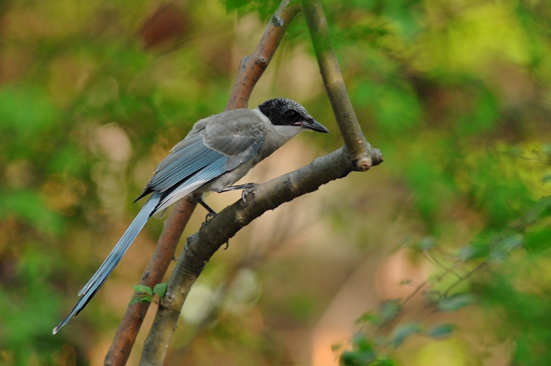 オナガ 幼鳥_f0053272_22421.jpg