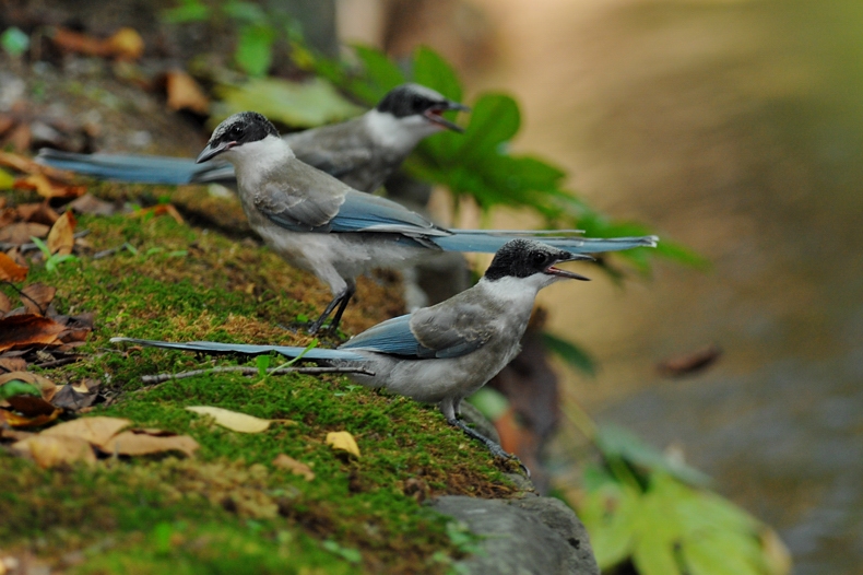 オナガ 幼鳥_f0053272_2262116.jpg