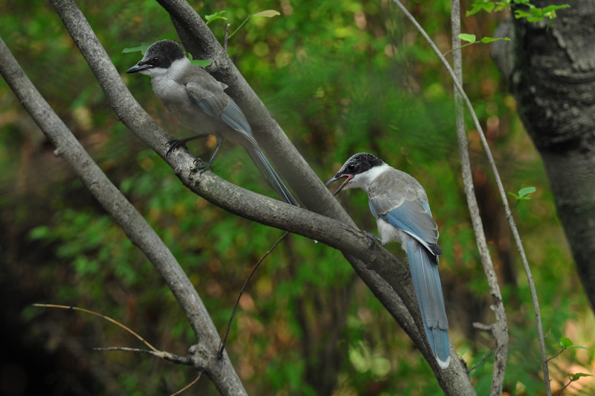 オナガ 幼鳥_f0053272_2292038.jpg