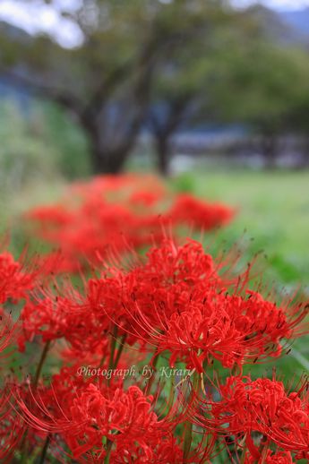 彼岸花の咲いてる風景_f0164575_127026.jpg