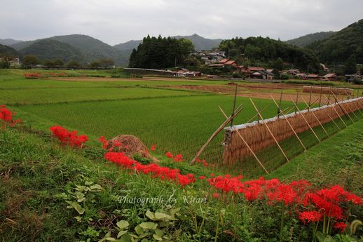 彼岸花の咲いてる風景_f0164575_9535197.jpg