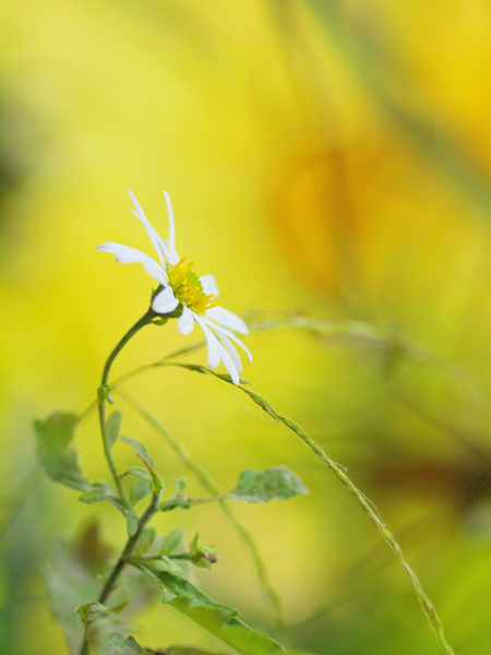 高尾山で出会ったお花たち～その3～_a0161380_7284546.jpg