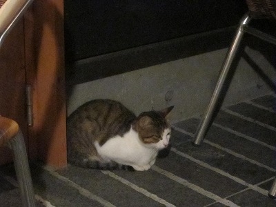 子猫ちゃん_d0133485_94289.jpg