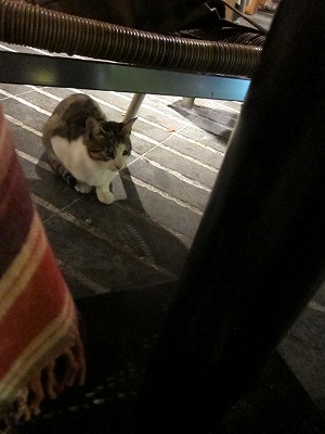 子猫ちゃん_d0133485_9433223.jpg