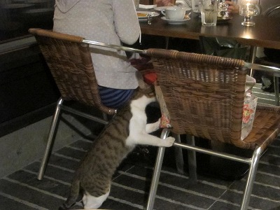 子猫ちゃん_d0133485_9435860.jpg