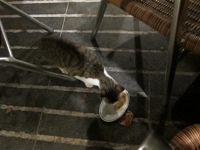 子猫ちゃん_d0133485_9444143.jpg