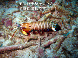 南国なのに冷たい!?_f0144385_21461041.jpg