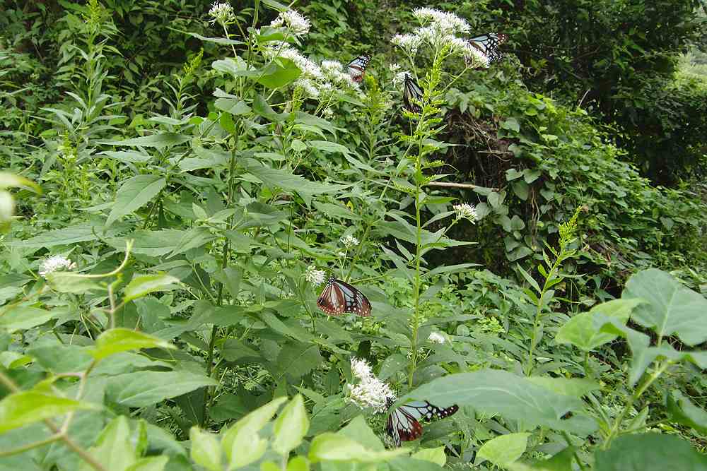 南知多町のマーキングポイント_a0152692_2023646.jpg