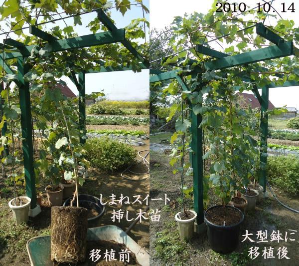 ぶどう 「しまねスイート」 挿し木苗、大型鉢に移植、行灯仕立てに_d0122497_1654728.jpg