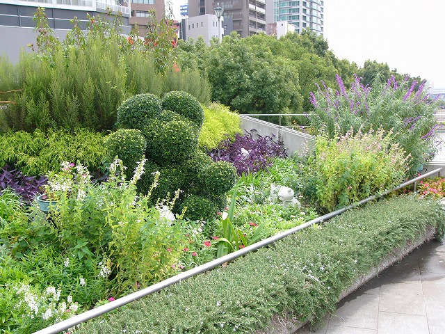 新神戸駅の花壇　庭の花_a0123003_2330756.jpg