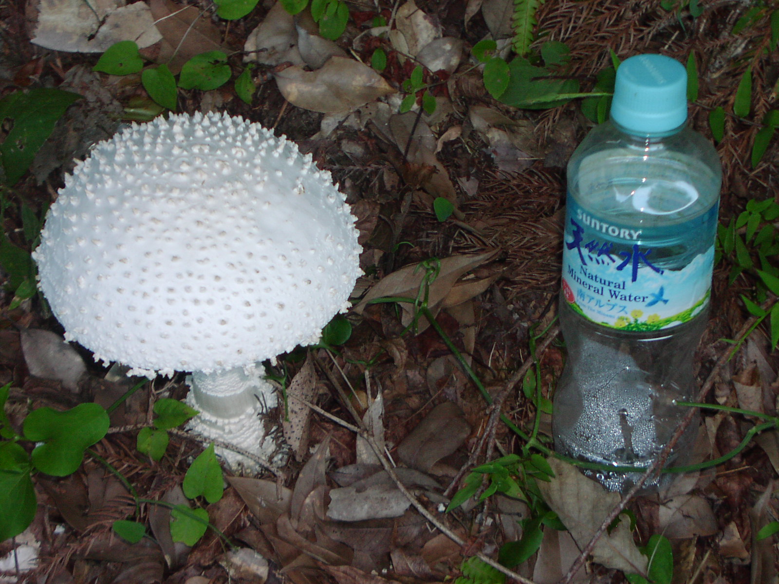 f0164410_2284569.jpg