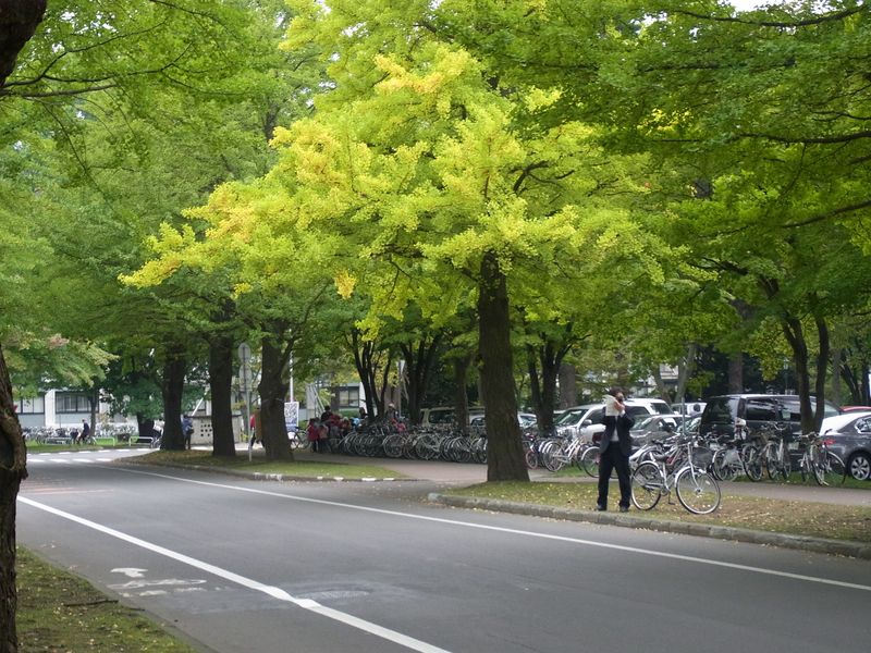 もっと寒い札幌　イチョウ並木黄葉始まる_c0025115_20195085.jpg