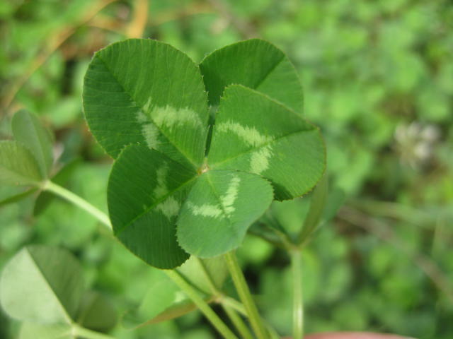 c0085916_10335841.jpg