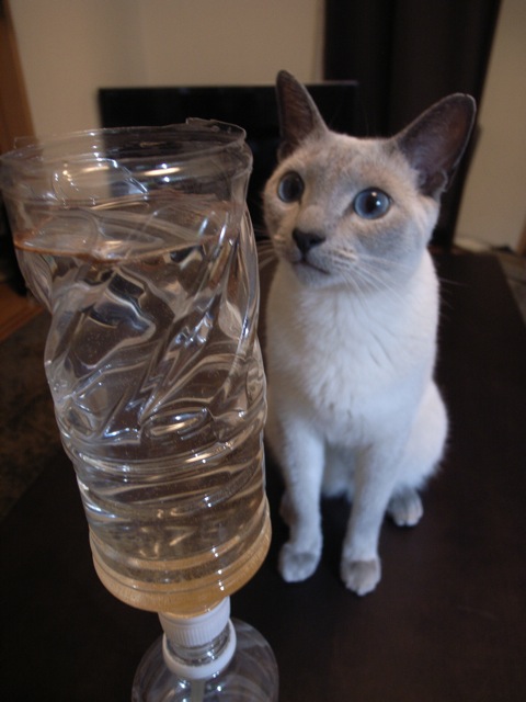 e0200816_34738.jpg