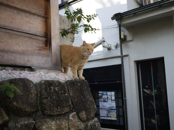 江ノ島の猫たち_c0193017_23285965.jpg