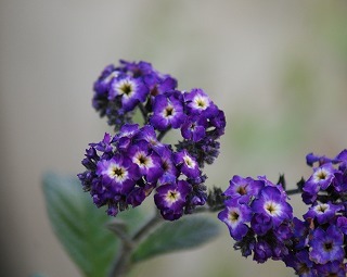 f0170524_9384863.jpg