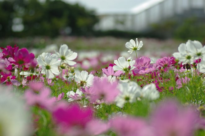 コスモスのお花畑_e0171336_22102016.jpg