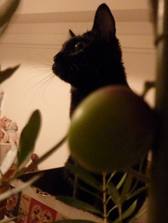 オリーブの実猫 ろった編。_a0143140_23432467.jpg