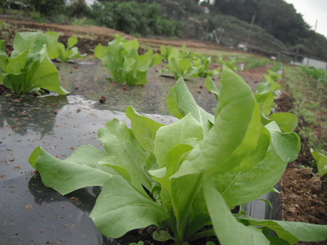 今朝のそれぞれの野菜達の成長_c0222448_1328584.jpg