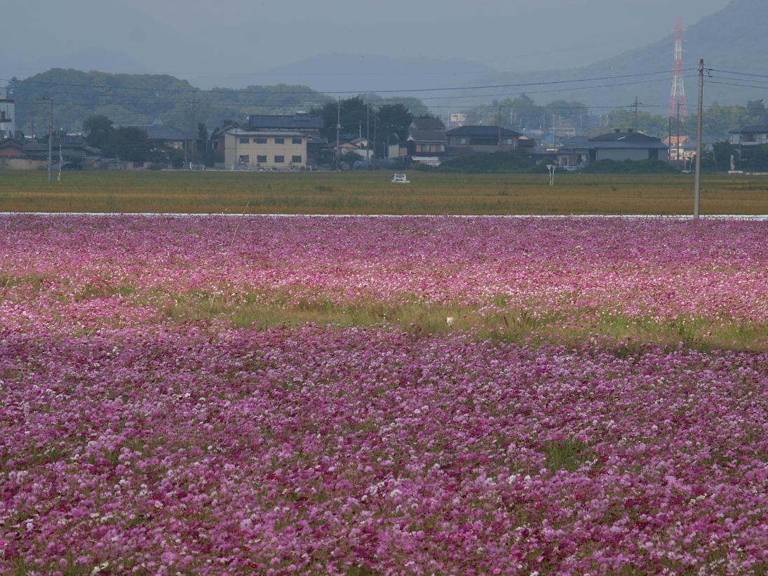 10月15日 群馬県 板倉町のコスモス畑 てしやから君の撮影日記