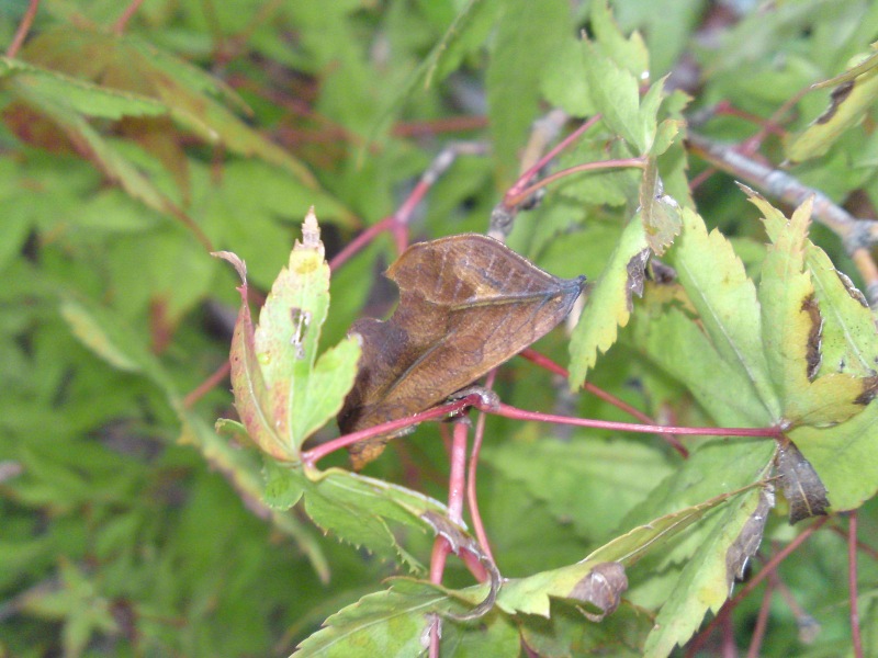 ＼(^o^)／葉っぱに変身！カムフラージュの虫を発見！_d0125059_9334857.jpg