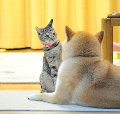 仲良しの秘密_a0126590_4581012.jpg