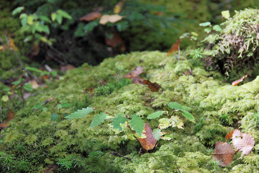 10.10.02：今年最初の紅葉を探して麦草峠から白駒池へ１ _c0007190_21351931.jpg