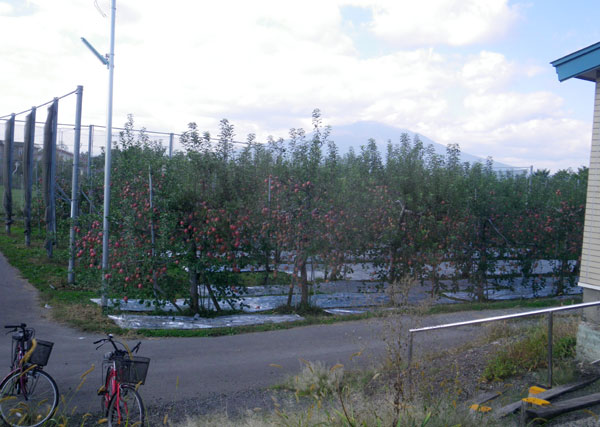 五能線 木造りー弘前、リンゴと田んぼ_a0136293_11575742.jpg