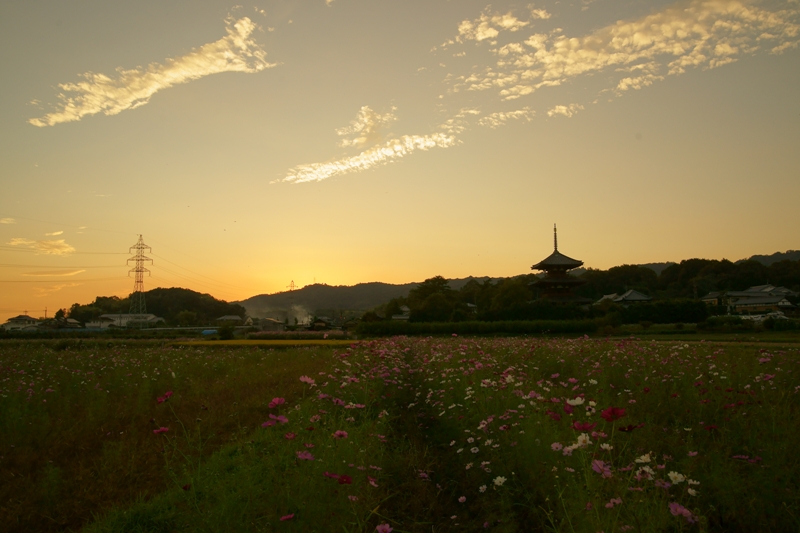 夕暮れの法起寺_e0177413_2331519.jpg