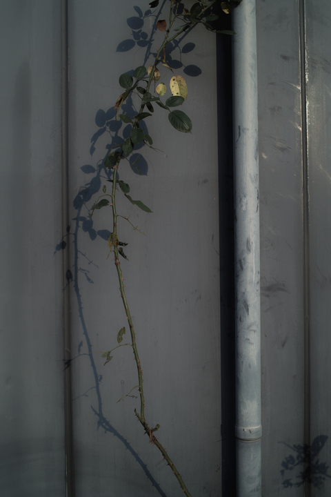 c0213117_138449.jpg
