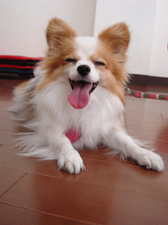 f0232522_13283364.gif
