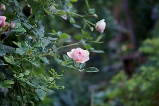 f0170524_1654101.jpg