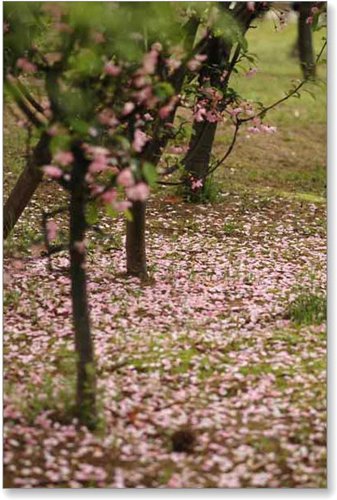 近所の　桜_d0033551_2164871.jpg