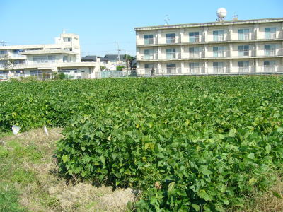 １０月１７日（日）枝豆収穫開催します。_b0151354_13582335.jpg