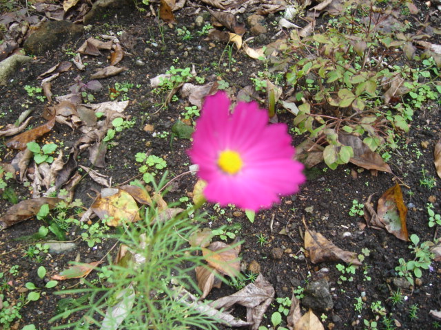e0151566_23403485.jpg