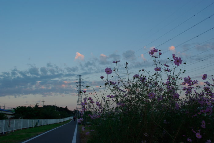 秋桜 / 朝・昼・夕暮れ_b0120979_1411555.jpg