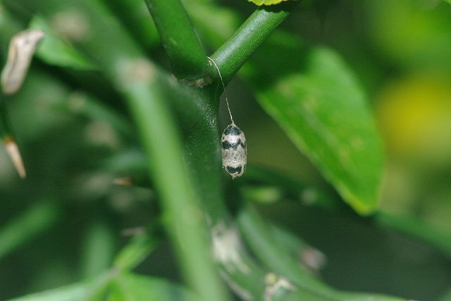 e0070891_20574680.jpg
