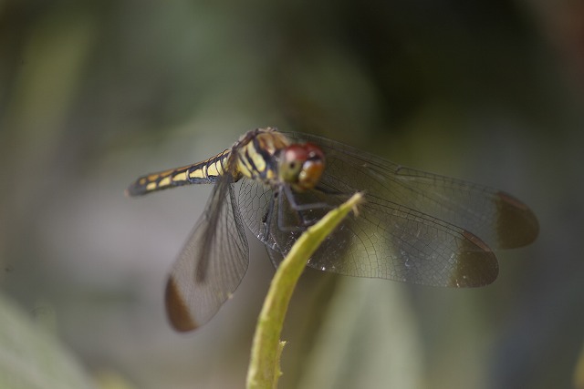 生き物万歳_d0179594_7415074.jpg