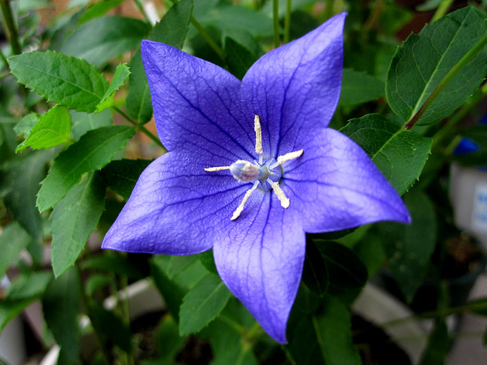 キキョウ_b0145296_646788.jpg