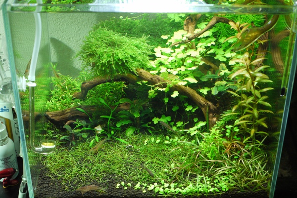30cm水槽 Cube エビ祭りに踊らされて Unnatural Aquarium