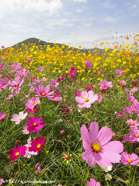 cosmos 2010_2_b0096099_13592537.jpg