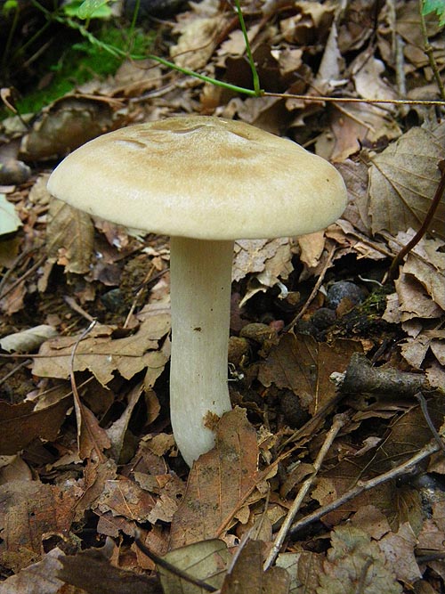 ウラベニホテイシメジ（裏紅布袋占地）Entoloma sarcopum　　　　Right_d0161799_20555587.jpg