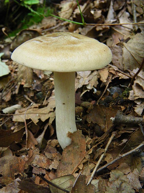 ウラベニホテイシメジ（裏紅布袋占地）Entoloma sarcopum　　　　Left_d0161799_205878.jpg