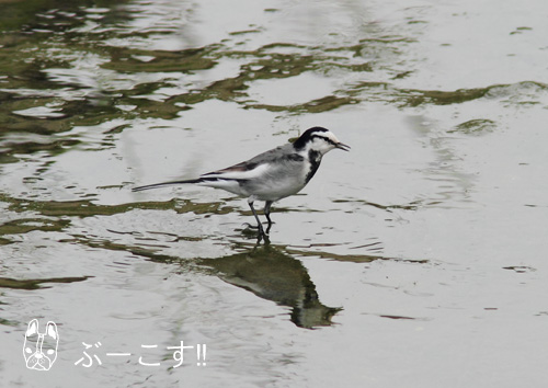 久しぶりの鳥見_f0156300_18321180.jpg